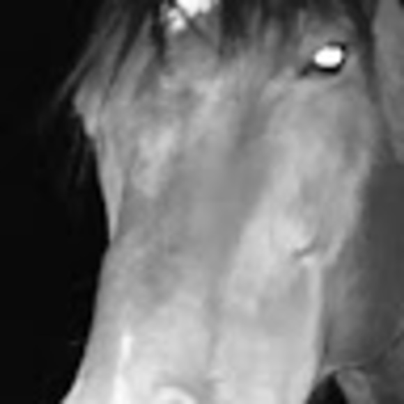 Meet your Posher, Lexy - Picture 1 of 1